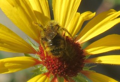 Bombus mixtus
