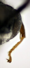 Psenulus fuscipennis