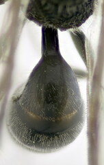 Psenulus fuscipennis