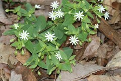 Stellaria pubera