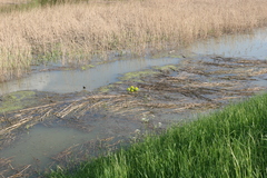 Euphorbia palustris