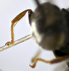 Psenulus fuscipennis