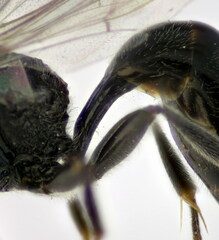 Psenulus fuscipennis