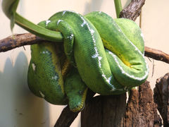 Corallus caninus