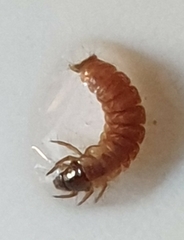 Glossosomatinae