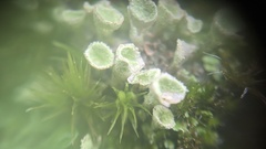 Cladonia humilis