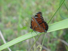 Limenitis archippus floridensis
