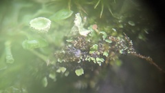 Cladonia humilis
