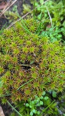 Syntrichia ruraliformis