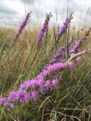 Liatris punctata mucronata