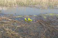 Euphorbia palustris