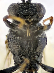 Psenulus fuscipennis