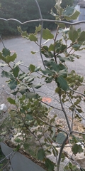 Quercus coccifera