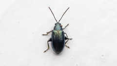 Phyllotreta nigripes