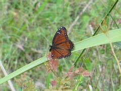 Limenitis archippus floridensis