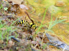 Phimenes flavopictus