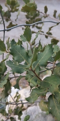 Quercus coccifera