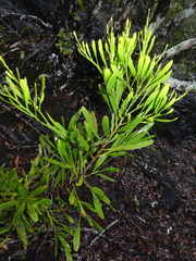 Exocarpos neocaledonicus