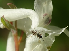 Orthopelma