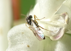 Orthopelma