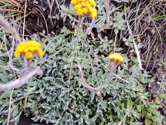 Helichrysum albirosulatum