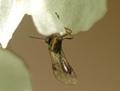 Orthopelma