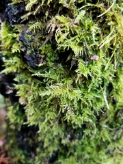 Kindbergia praelonga