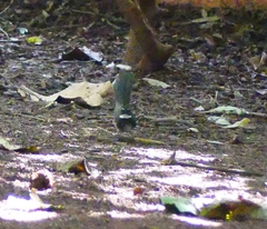 Rhipidura albogularis