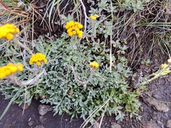 Helichrysum albirosulatum