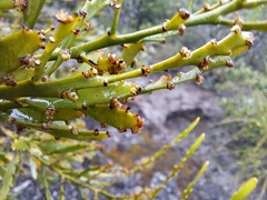 Exocarpos neocaledonicus