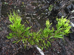 Exocarpos neocaledonicus