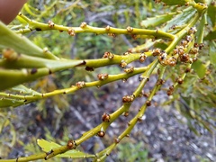 Exocarpos neocaledonicus