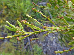 Exocarpos neocaledonicus