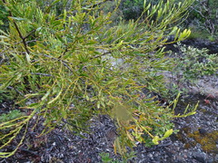 Exocarpos neocaledonicus