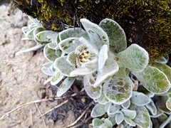 Helichrysum lineatum