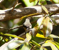 Dicaeum erythrorhynchos