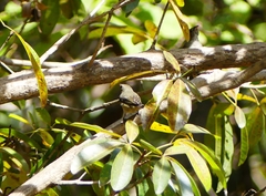 Dicaeum erythrorhynchos