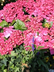 Hydrangea macrophylla
