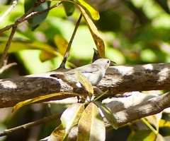 Dicaeum erythrorhynchos