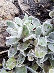 Helichrysum lineatum