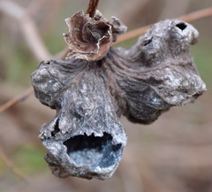 Eriosoma lanuginosum