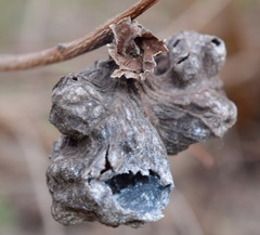 Eriosoma lanuginosum