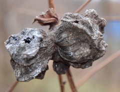 Eriosoma lanuginosum