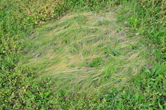 Allium guttatum tenorei