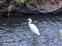Egretta garzetta