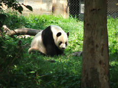 Ailuropoda melanoleuca