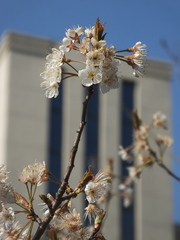 Prunus pseudocerasus