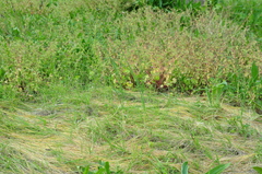 Allium guttatum tenorei