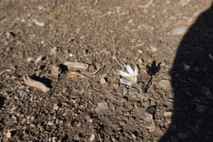 Crocus nevadensis