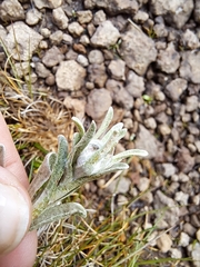 Helichrysum subglomeratum image